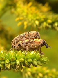 Close-up of insect on leaf