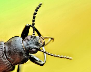 Close-up of insect against yellow background