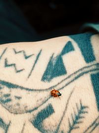 High angle view of ladybug on leaf