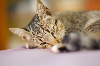 Close-up of a cat resting on bed