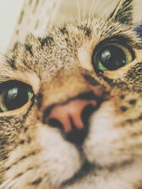 Close-up portrait of cat