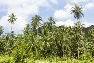 Coconut plantation on the samui island in thailand
