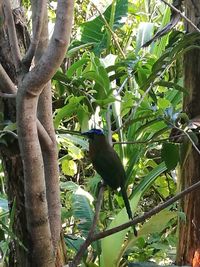 Low angle view of bird perching on tree