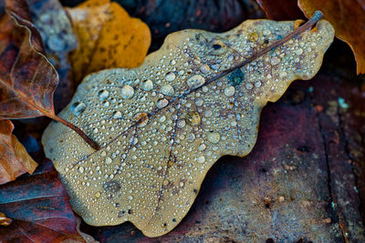 Close-up of wet dry leaves on land