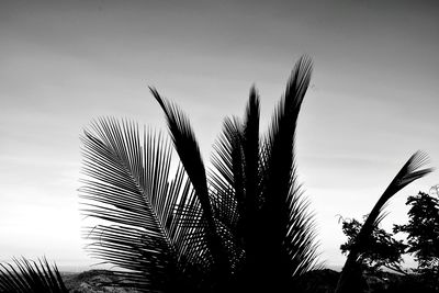 Low angle view of palm trees against sky