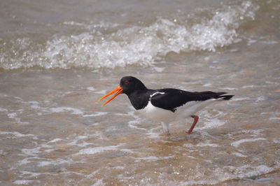 High angle view of bird in sea