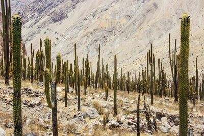 View of trees in desert