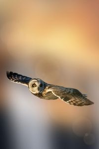 Close-up of bird flying against sky