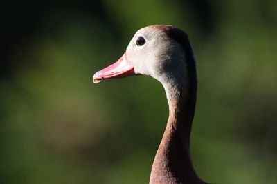 Close-up of a bird