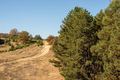 Road amidst trees against clear sky