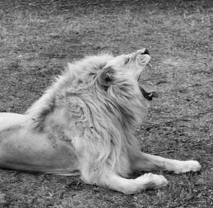 Side view of a lion yawning