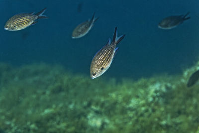 Fish swimming in sea