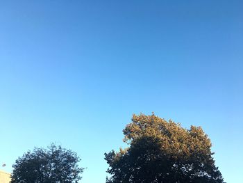 High section of trees against clear blue sky