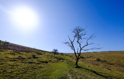 Tree on field against clear sky