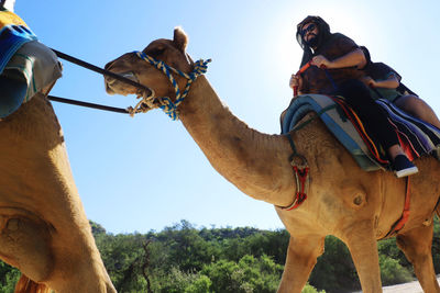 Camel ride in mexico