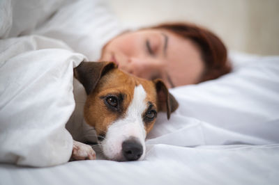 Close-up of dog lying on bed at home