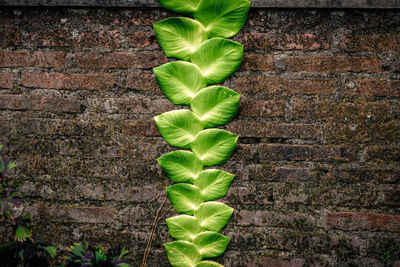 Close-up of plant against wall