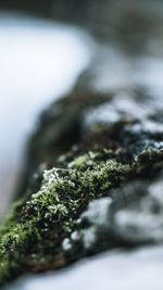 Close-up of moss