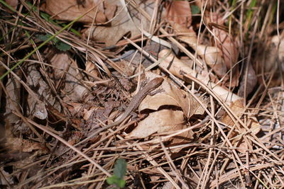 High angle view of lizard on dry leaves