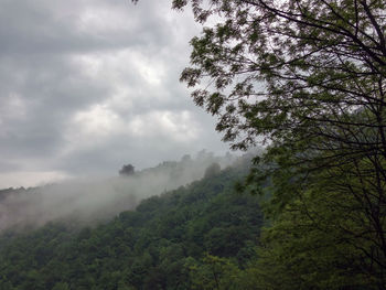 Low angle view of trees against sky