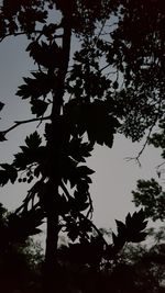 Low angle view of tree against sky