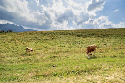 Sheep grazing in a field