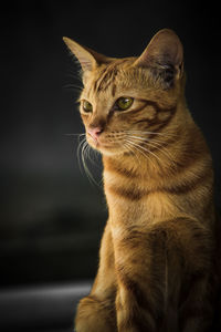 Close-up of a cat looking away