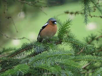 Close-up of bird perching on branch