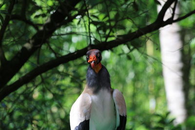 Close-up of bird perching on branch