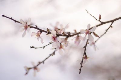 Low angle view of cherry blossoms in spring