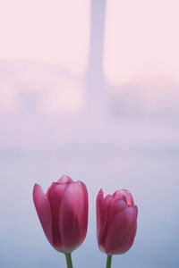 Close-up of pink tulip against sky