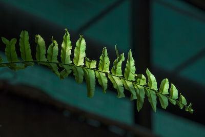 Close-up of green leaves