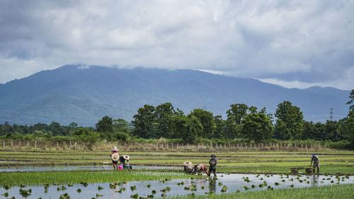 Farmers working of agricultural field against sky