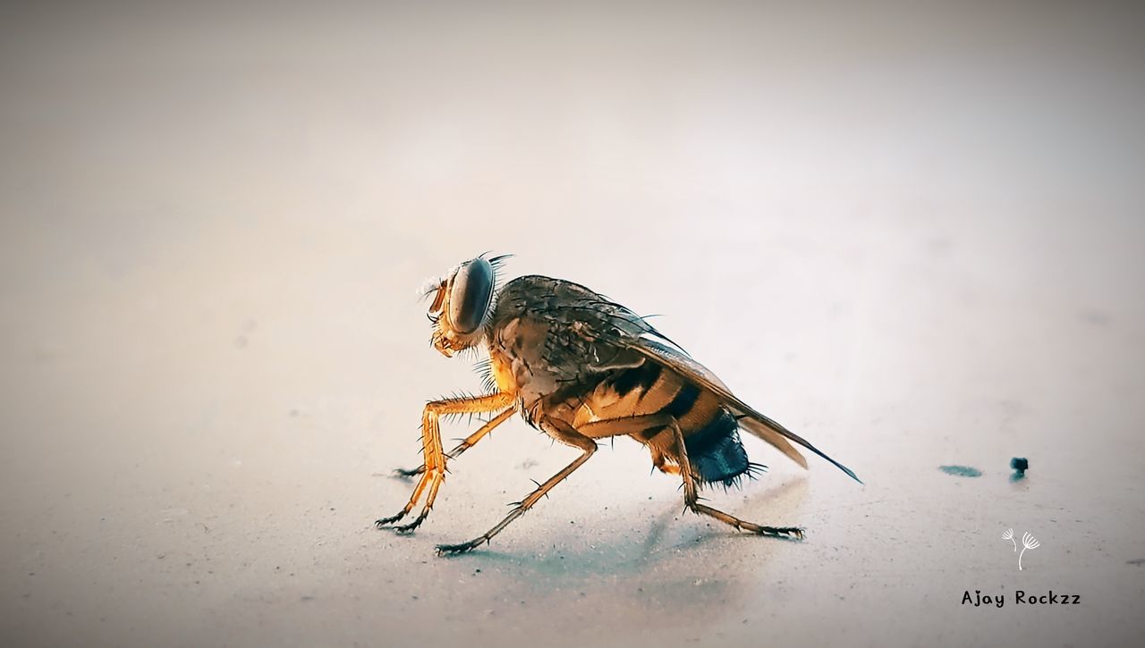 CLOSE-UP OF FLY ON A WALL