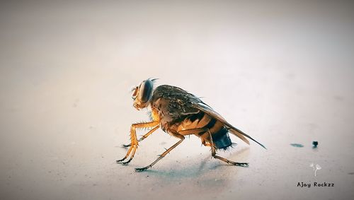 Close-up of fly