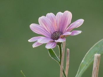 Close-up of pink flower