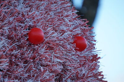 Close-up of christmas tree in snow