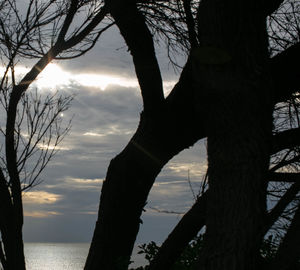 Silhouette trees against sky during sunset