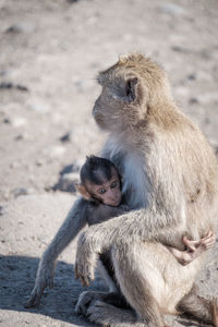 Monkeys sitting outdoors