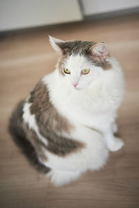 High angle view of cat sitting on wooden flooring at home