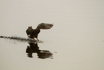 Bird perching in water