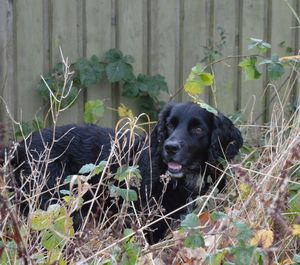 Close-up portrait of black labrador