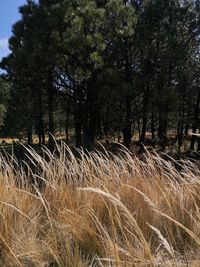 Scenic view of trees growing on field against sky