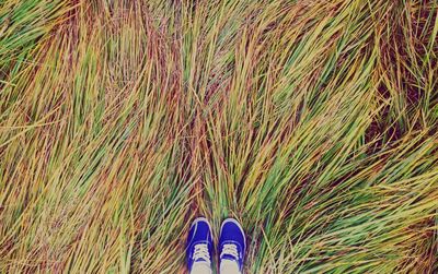 Low section of person standing on grass