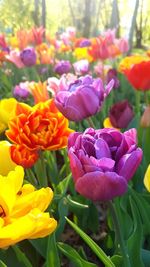 Close-up of fresh purple tulip flowers