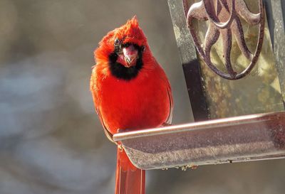 Low angle view of red cardinal on metal