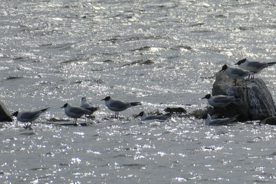 Seagulls swimming in sea