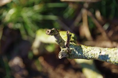 Close-up of lizard on tree