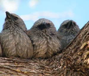 Close-up of birds against sky