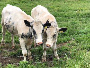 Cows standing in field